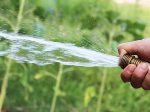 Watering and Drought Advice