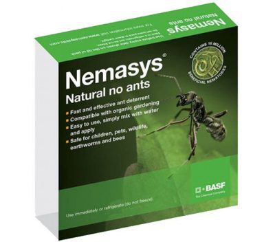 Nemaysy No Ants