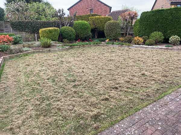 Lawn Refresh after Scarification