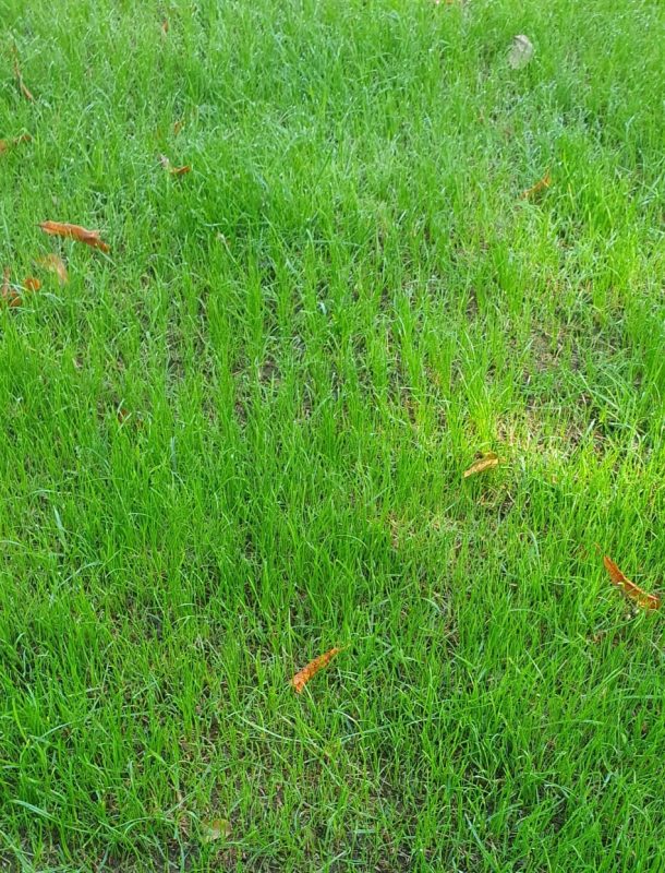 Direct Drill Seeding Germination Lines